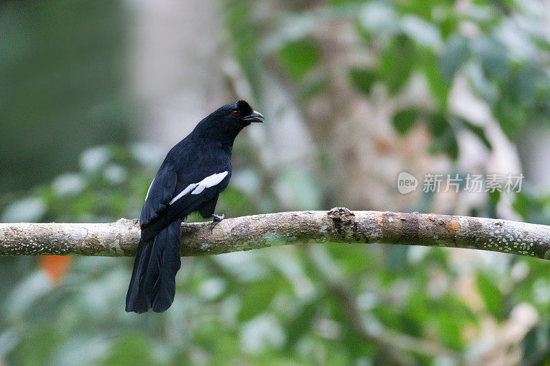 喜鹊:成年马来亚黑喜鹊(Platysmurus leucopterus)